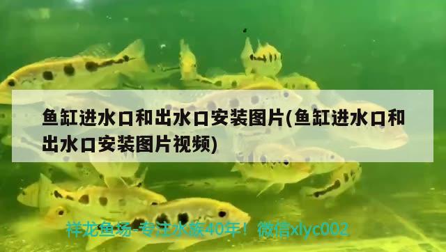 魚缸進(jìn)水口和出水口安裝圖片(魚缸進(jìn)水口和出水口安裝圖片視頻) 熱帶魚魚苗批發(fā)