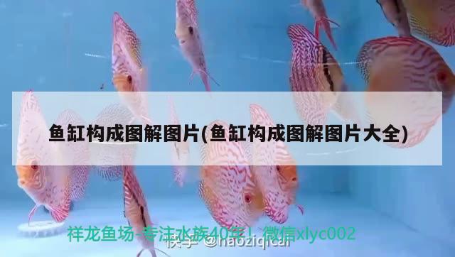 魚缸構(gòu)成圖解圖片(魚缸構(gòu)成圖解圖片大全) 刀魚魚