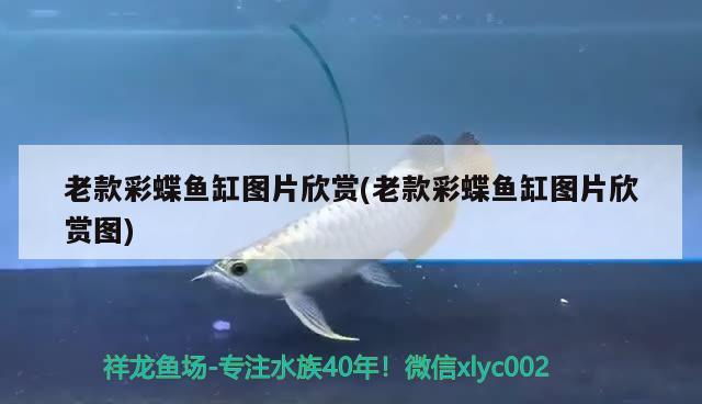 北京去哪買(mǎi)魚(yú)缸比較實(shí)惠 北京去哪買(mǎi)魚(yú)缸比較實(shí)惠的 雪龍魚(yú) 第2張