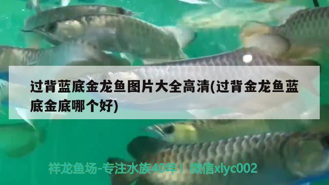 魚缸的魚聚集在出水口(魚缸魚聚集在水面) 養(yǎng)魚的好處