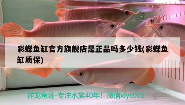 彩蝶魚缸官方旗艦店是正品嗎多少錢(彩蝶魚缸質(zhì)保) 夢幻雷龍魚