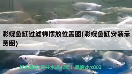 彩蝶魚(yú)缸過(guò)濾棉擺放位置圖(彩蝶魚(yú)缸安裝示意圖)