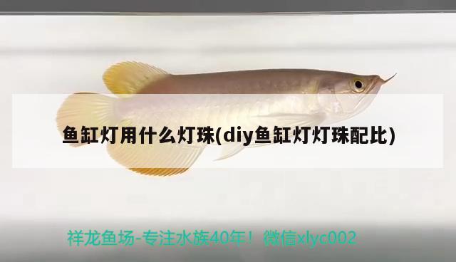 白色的銀龍魚(白色的銀龍魚圖片)