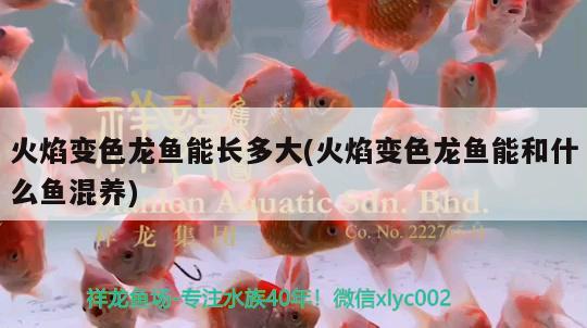 酸菜魚怎么去骨比較好？，胖頭魚怎么去骨比較好？ 斯維尼關(guān)刀魚 第3張