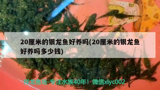 20厘米的銀龍魚好養(yǎng)嗎(20厘米的銀龍魚好養(yǎng)嗎多少錢) 銀龍魚百科