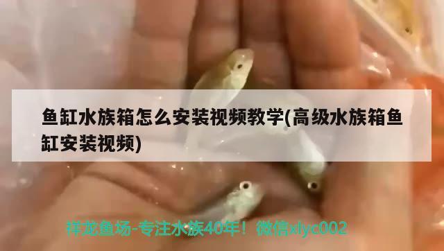 魚缸水族箱怎么安裝視頻教學(高級水族箱魚缸安裝視頻) 魚缸/水族箱