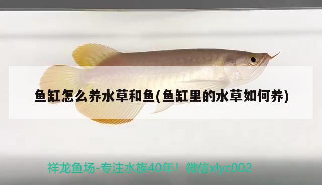 1.5米魚缸制作成本多少（12米的魚缸制作視頻教程全集） 小型觀賞魚 第2張