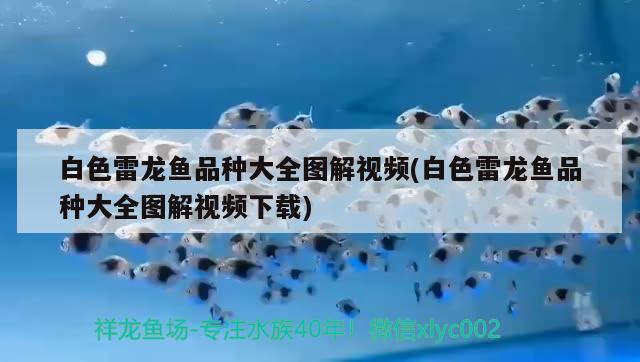 虎魚暴斃什么原因呢