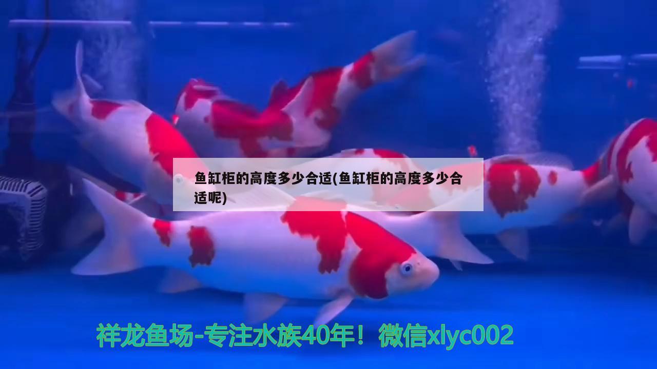 魚缸柜的高度多少合適(魚缸柜的高度多少合適呢) 野彩魚 第2張