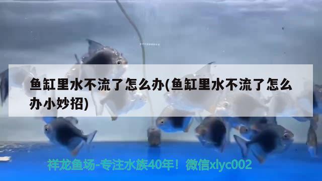 魚缸里水不流了怎么辦(魚缸里水不流了怎么辦小妙招) B級過背金龍魚