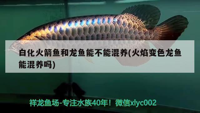 白化火箭魚和龍魚能不能混養(yǎng)(火焰變色龍魚能混養(yǎng)嗎)