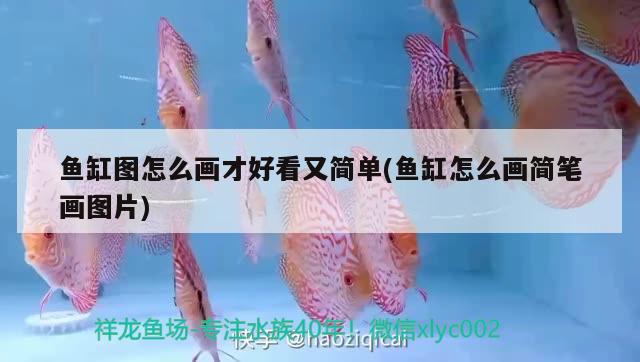 魚缸圖怎么畫才好看又簡單(魚缸怎么畫簡筆畫圖片) 鸚鵡魚