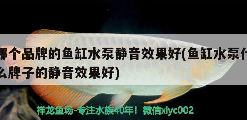 哪個(gè)品牌的魚缸水泵靜音效果好(魚缸水泵什么牌子的靜音效果好)