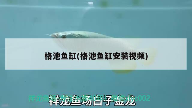 紅龍魚跟金龍魚誰貴一點(紅龍魚比金龍魚貴嗎)