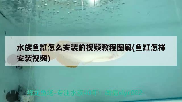 底濾魚缸養(yǎng)燕魚水流大可以嗎(燕魚繁殖缸用過濾嗎) 魚缸水泵