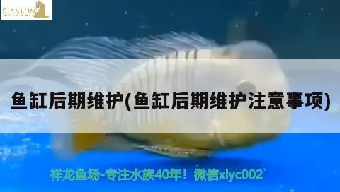 彩蝶魚缸圖片高清壁紙大圖下載(彩蝶魚缸款式)