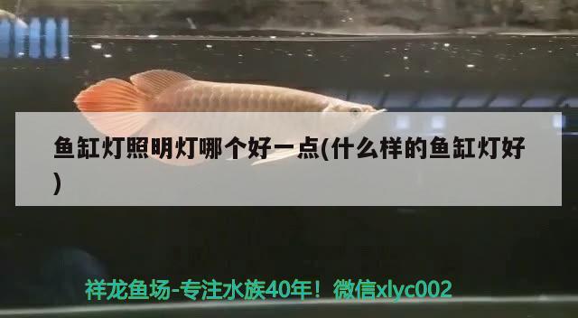 魚缸燈照明燈哪個好一點(什么樣的魚缸燈好)