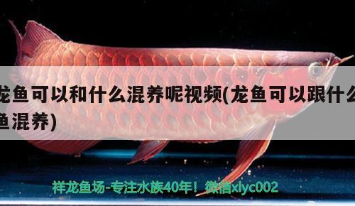 龍魚(yú)可以和什么混養(yǎng)呢視頻(龍魚(yú)可以跟什么魚(yú)混養(yǎng))