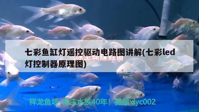 觀賞魚在水底不動(dòng) 觀賞魚在水底不怎么動(dòng)