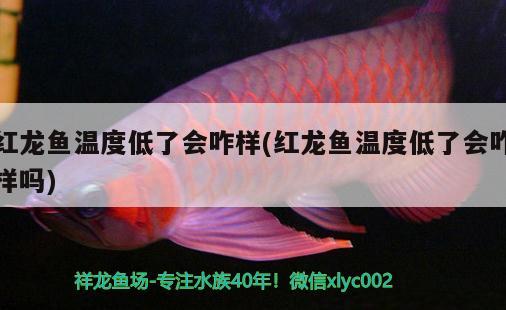 紅龍魚溫度低了會(huì)咋樣(紅龍魚溫度低了會(huì)咋樣嗎)