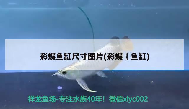 彩蝶魚缸尺寸圖片(彩蝶魟魚缸) 黃金招財貓魚