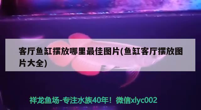 客廳魚缸擺放哪里最佳圖片(魚缸客廳擺放圖片大全) 撒旦鴨嘴魚