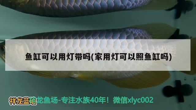 魚缸可以用燈帶嗎(家用燈可以照魚缸嗎) 白子銀版魚苗