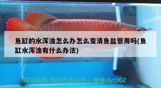 魚缸的水渾濁怎么辦怎么變清魚鹽管用嗎(魚缸水渾濁有什么辦法) 鴨嘴鯊魚