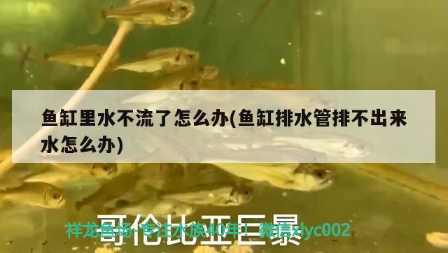 魚缸里水不流了怎么辦(魚缸排水管排不出來水怎么辦)