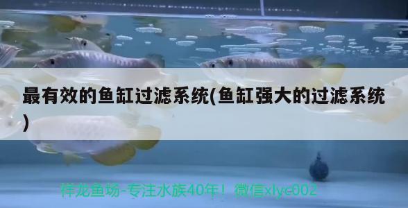 廣州祥龍國際水族貿(mào)易(濟源哪里有魚市)