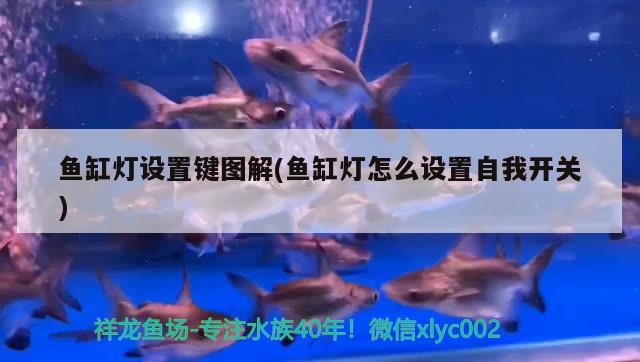 魚缸燈設(shè)置鍵圖解(魚缸燈怎么設(shè)置自我開關(guān)) 水族雜談