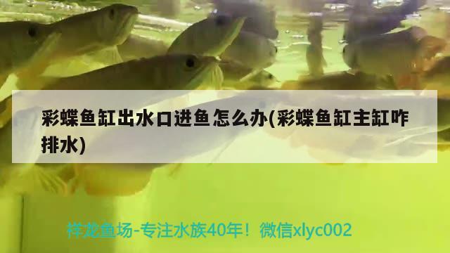 果洛藏族自治州觀賞魚市場1歲8個月