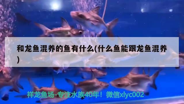 和龍魚混養(yǎng)的魚有什么(什么魚能跟龍魚混養(yǎng))