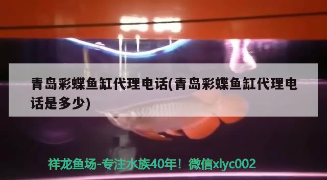 青島彩蝶魚缸代理電話(青島彩蝶魚缸代理電話是多少) 狗仔（招財貓)魚苗