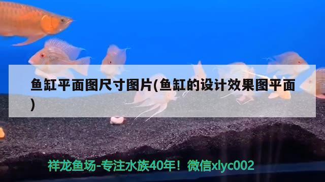 魚缸平面圖尺寸圖片(魚缸的設(shè)計(jì)效果圖平面) 虎魚魚苗