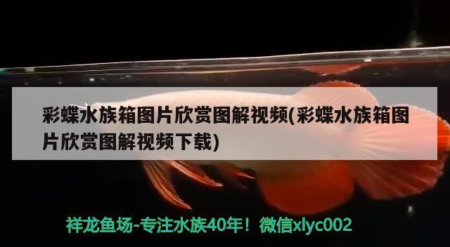 魚缸里的水發(fā)綠是什么原因魚缸里的水變綠是什么原因，為什么魚缸里的水會(huì)變綠？