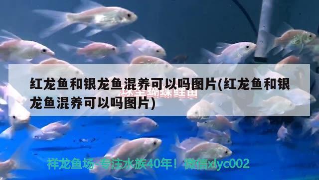 魚缸加熱器漏電怎么解決，魚缸加溫器漏電