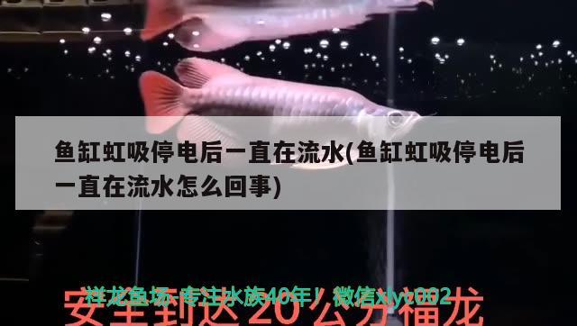 長沙魚缸市場在哪里？，長沙水族市場、花鳥魚寵物市場 魟魚百科 第3張