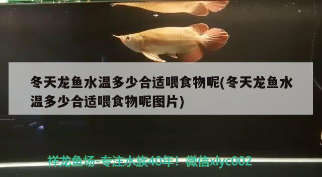 冬天龍魚水溫多少合適喂食物呢(冬天龍魚水溫多少合適喂食物呢圖片)