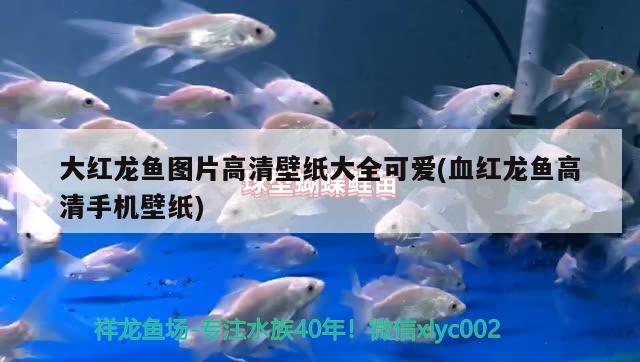 大紅龍魚(yú)圖片高清壁紙大全可愛(ài)(血紅龍魚(yú)高清手機(jī)壁紙) 金龍魚(yú)百科