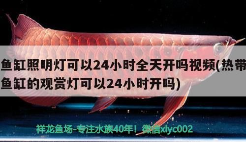 魚缸照明燈可以24小時全天開嗎視頻(熱帶魚缸的觀賞燈可以24小時開嗎) 龍魚芯片掃碼器