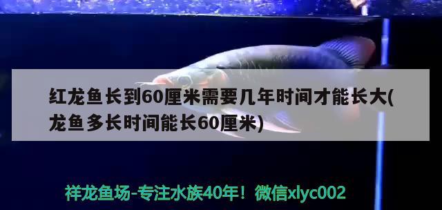 紅龍魚長到60厘米需要幾年時間才能長大(龍魚多長時間能長60厘米)