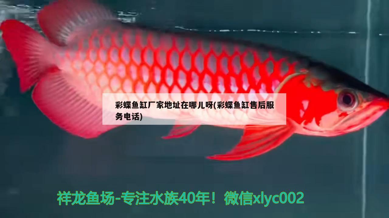 彩蝶魚(yú)缸廠家地址在哪兒呀(彩蝶魚(yú)缸售后服務(wù)電話) 招財(cái)戰(zhàn)船魚(yú)