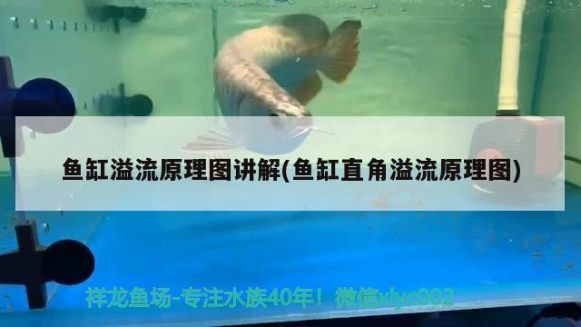 魚缸溢流原理圖講解(魚缸直角溢流原理圖) 女王大帆魚