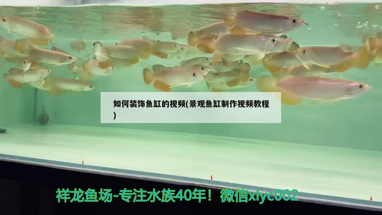 如何裝飾魚缸的視頻(景觀魚缸制作視頻教程) 虎魚百科