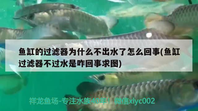 魚缸的過濾器為什么不出水了怎么回事(魚缸過濾器不過水是咋回事求圖)