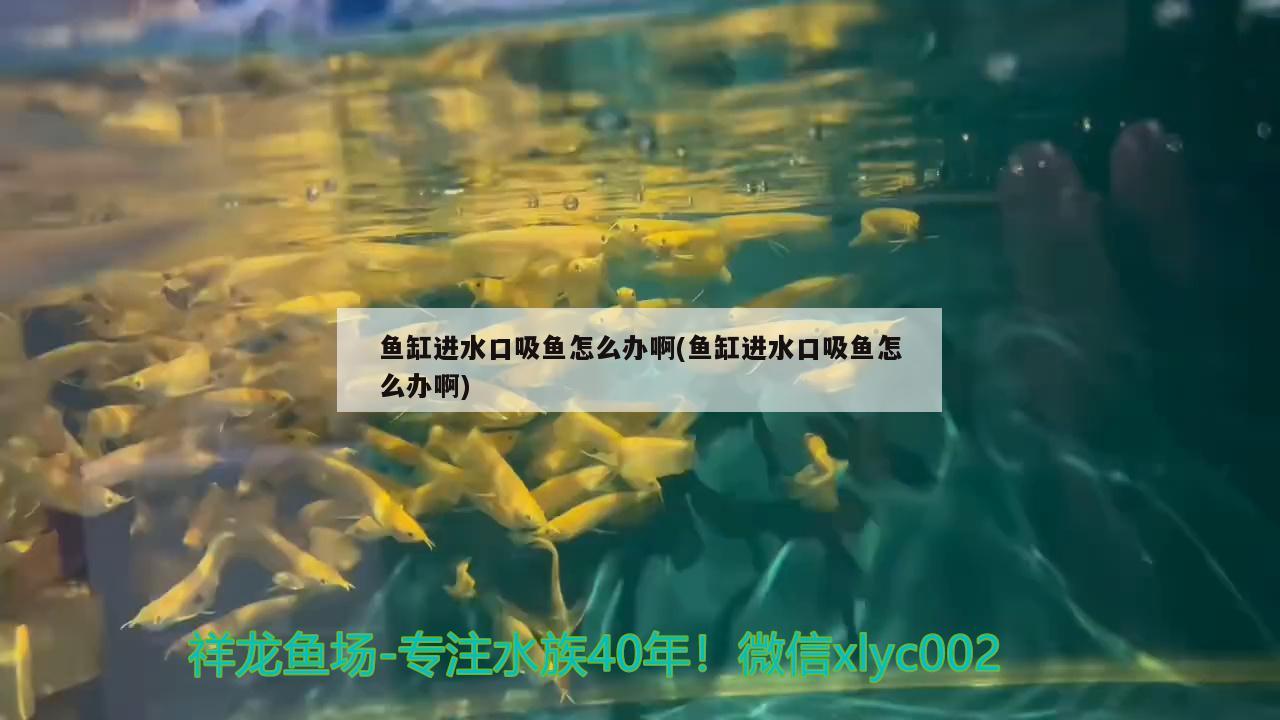 魚缸進水口吸魚怎么辦啊(魚缸進水口吸魚怎么辦啊)