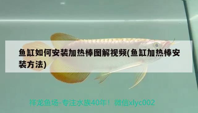 魚缸如何安裝加熱棒圖解視頻(魚缸加熱棒安裝方法) 大正錦鯉魚