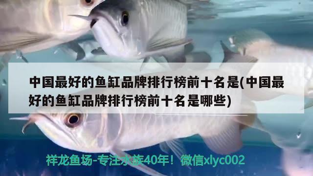 中國最好的魚缸品牌排行榜前十名是(中國最好的魚缸品牌排行榜前十名是哪些) 白子銀版魚苗