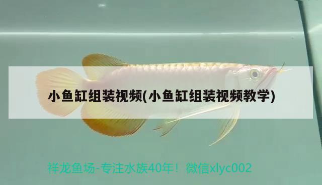 小魚(yú)缸組裝視頻(小魚(yú)缸組裝視頻教學(xué)) 祥龍進(jìn)口元寶鳳凰魚(yú) 第2張